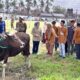 Populasi Sapi Potong Kobar Terus Naik, Ribuan Pedet Lahir Sepanjang 2025