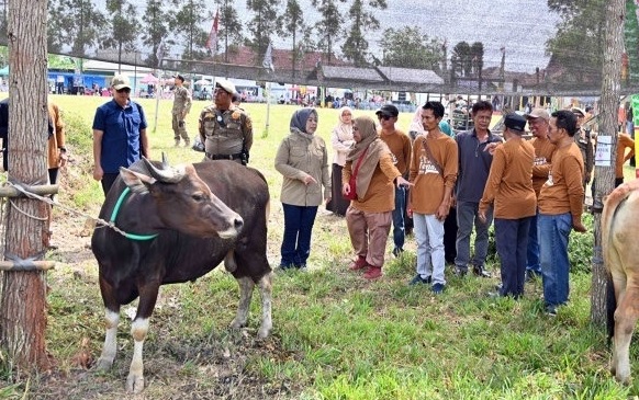 Populasi sapi potong kobar terus naik, ribuan pedet lahir sepanjang 2025 Populasi Sapi Potong Kobar Terus Naik, Ribuan Pedet Lahir Sepanjang 2025