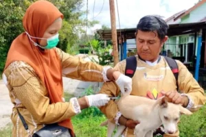 Dpkp Kotim Gencarkan Vaksinasi Rabies Dengan Jemput Bola Untuk Masyarakat