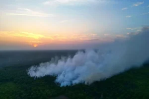 Kebakaran Lahan Di Kotim Rambah Kebun Sawit Warga, Kerugian Warga Semakin Membengkak