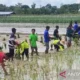 Kekeringan Membuat Proyeksi Musim Tanam Ketiga Di Kotim Bergeser