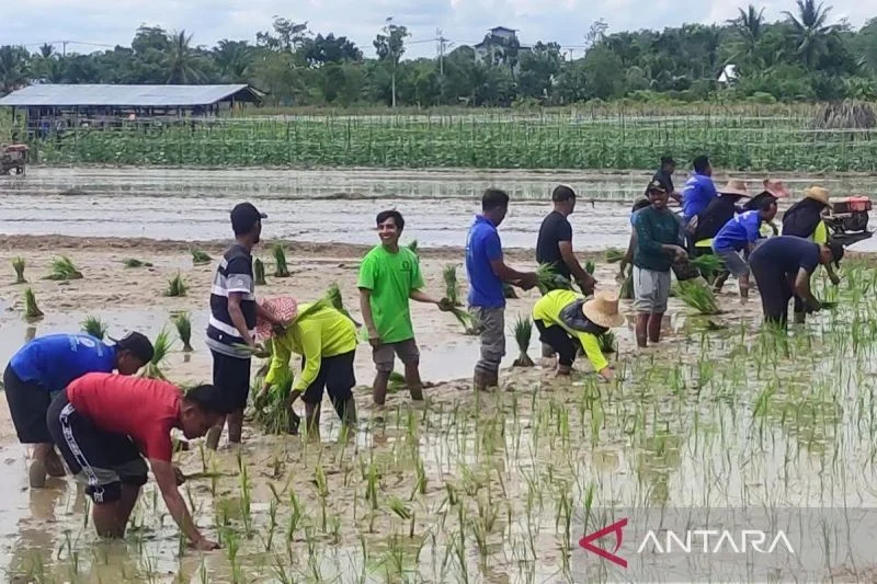 Kekeringan membuat proyeksi musim tanam ketiga di kotim bergeser Kekeringan Membuat Proyeksi Musim Tanam Ketiga Di Kotim Bergeser