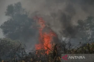 Pemadaman Kebakaran Hutan Dan Lahan Di Palangka Raya: Upaya Penyelamatan Lingkungan