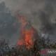 Pemadaman Kebakaran Hutan Dan Lahan Di Palangka Raya: Upaya Penyelamatan Lingkungan
