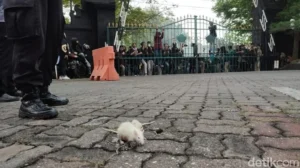 Pemeriksaan Febrie Adriansyah Diwarnai Demo, Massa Lempar Tikus Ke Gedung Kejagung