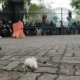 Pemeriksaan Febrie Adriansyah Diwarnai Demo, Massa Lempar Tikus Ke Gedung Kejagung