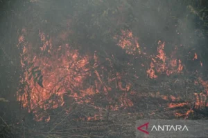 Pemerintah Harus Ambil Langkah Cepat Untuk Mencegah Kebakaran Hutan Dan Lahan