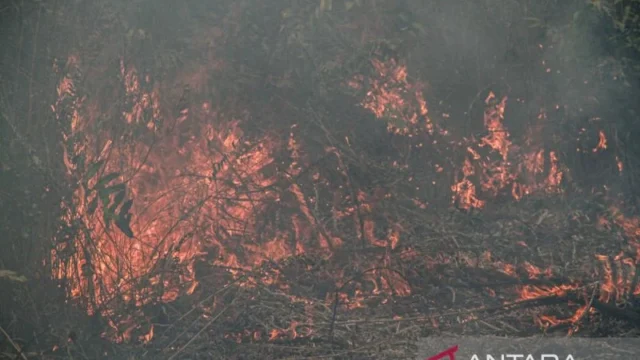 Pemerintah Harus Ambil Langkah Cepat Untuk Mencegah Kebakaran Hutan Dan Lahan