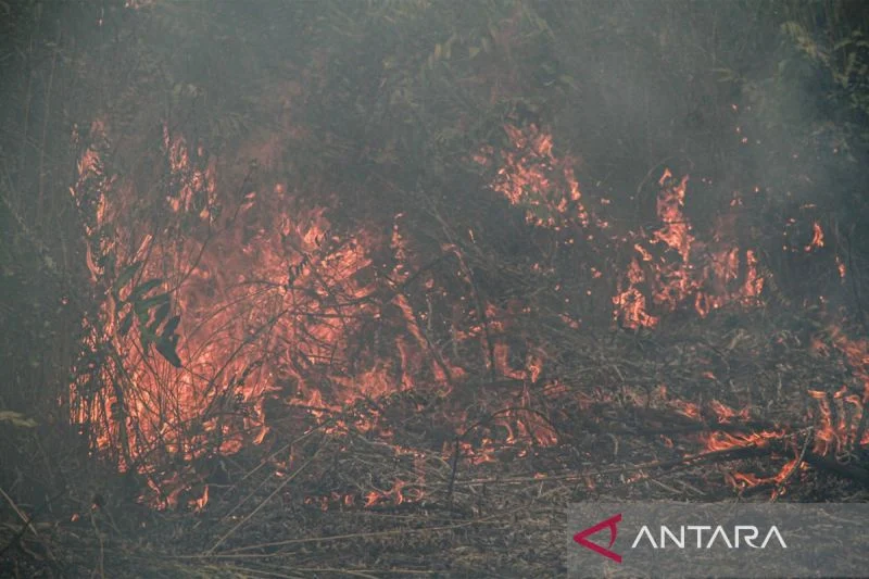 Pemerintah harus ambil langkah cepat untuk mencegah kebakaran hutan dan lahan Pemerintah Harus Ambil Langkah Cepat Untuk Mencegah Kebakaran Hutan Dan Lahan