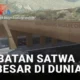 10 Berita Utama: Dari Ketel Marte Hingga Jembatan Satwa Liar Di California