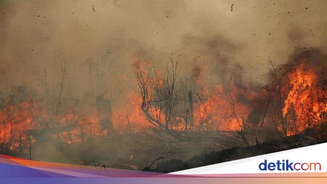 Api lahap area dasu house of grill diduga berawal dari lahan kosong, palangka raya: penyelidikan dan dampak kebakaran Api Lahap Area Dasu House Of Grill Diduga Berawal Dari Lahan Kosong, Palangka Raya: Penyelidikan Dan Dampak Kebakaran