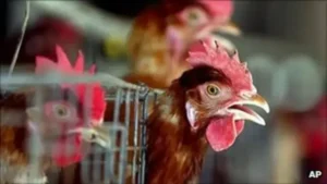Australia Konfirmasi Kematian Massal Pertama Satwa Akibat Flu Burung, Bahaya Bagi Ekosistem