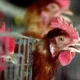 Australia Konfirmasi Kematian Massal Pertama Satwa Akibat Flu Burung, Bahaya Bagi Ekosistem