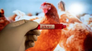 Australia Konfirmasi Peristiwa Kematian Massal Pertama Akibat Flu Burung H5N1, Ancaman Global Meningkat