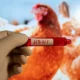 Australia Konfirmasi Peristiwa Kematian Massal Pertama Akibat Flu Burung H5N1, Ancaman Global Meningkat
