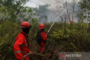 Bpbd Palangka Raya Tangani 151 Kejadian Kebakaran Lahan Di Kalimantan Tengah