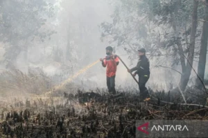 Bpbd Palangka Raya Tangani Bencana Kebakaran Lahan Hingga 31 Juli