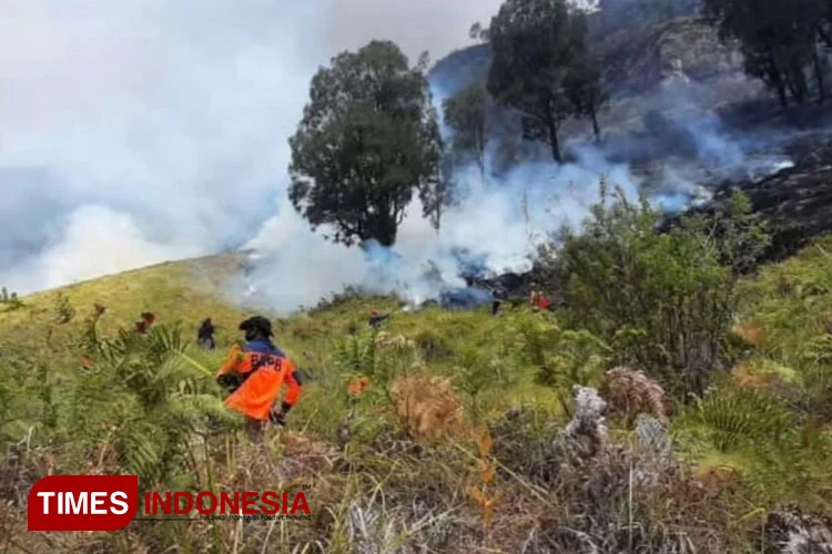 Kebakaran hutan gunung bromo terus meluas imbas angin, kini capai 520 hektare Kebakaran Hutan Gunung Bromo Terus Meluas Imbas Angin, Kini Capai 520 Hektare