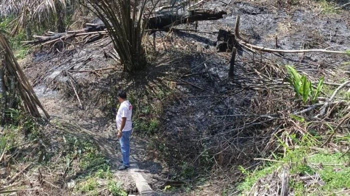 Pelajar bakar hutan barsel: aksi berulang, terpikir warga, akhirnya dipenjara Pelajar Bakar Hutan Barsel: Aksi Berulang, Terpikir Warga, Akhirnya Dipenjara