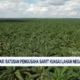 Pemkab Gumas Bahas Pengelolaan Sawit: Verifikasi Data Dan Tumpang Tindih Lahan Di 575 Ha