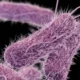 Wabah Salmonella Akibat Jalapeno Menyebar, 27 Negara Bagian As Terinfeksi