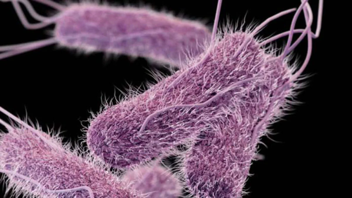 Wabah salmonella akibat jalapeno menyebar, 27 negara bagian as terinfeksi Wabah Salmonella Akibat Jalapeno Menyebar, 27 Negara Bagian As Terinfeksi