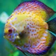 Ikan Nila Jadi Sorotan: Dari Kolam Purbaya Hingga Krisis Massal Di Batanghari Dan Upaya Thailand Bebas Blackchin Tilapia