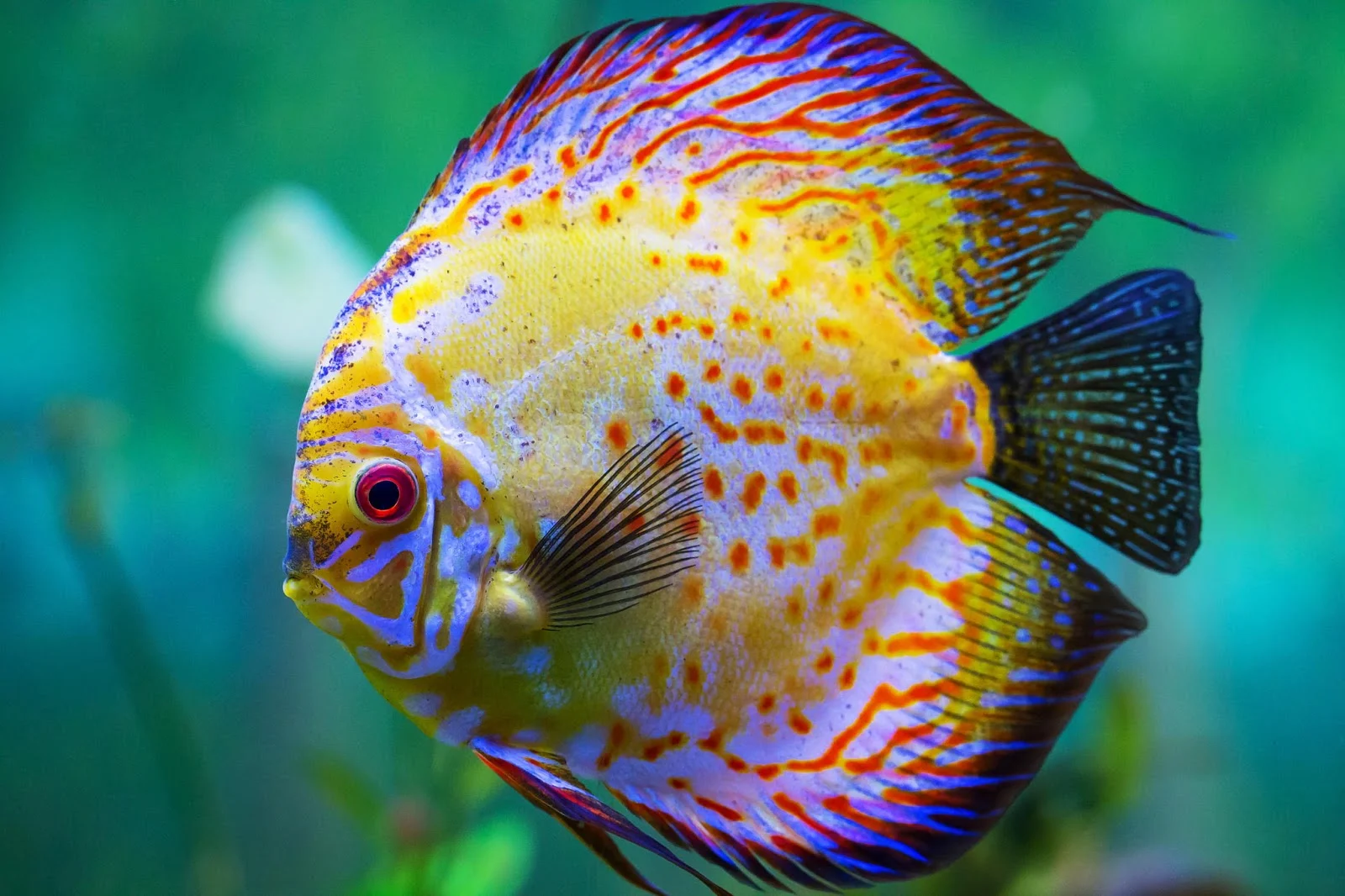 Ikan nila jadi sorotan: dari kolam purbaya hingga krisis massal di batanghari dan upaya thailand bebas blackchin tilapia Ikan Nila Jadi Sorotan: Dari Kolam Purbaya Hingga Krisis Massal Di Batanghari Dan Upaya Thailand Bebas Blackchin Tilapia