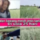 Jude Bellinghams Kenangan Tak Terlupa Dari Laga Epik Inggris Vs Meksiko Di Piala Dunia 2026