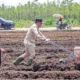 Pemda Kalteng Diminta Lindungi Petani Usai Karhutla Mengancam Lahan Pertanian